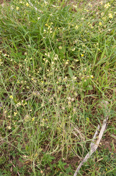 0012-gevleugelde-hardvrucht ruderal envirements, uncultivated lan