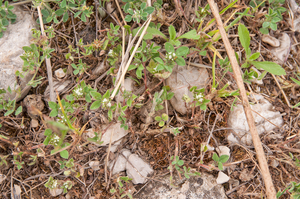 0017-ruwe-klaver-trifolium-scabrum-arid-meadows