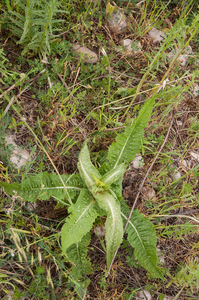 0020-grote-kaardebol-dipsacus-fullonum-humid-uncultivated-land,-c