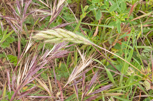 0022-bromus-hordeaceus-garigue