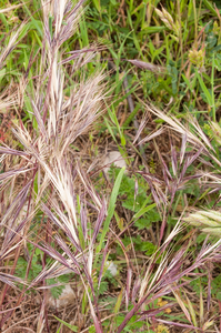 0022-bromus-madritensis-arid-uncultivated-land