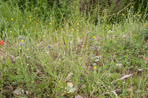 0024-anthemis-tinctoria-cota-tinctoria-arid-pastures,-ruderal-env