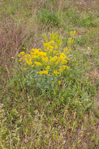 0025-wede-isatis-tinctoria-arid-uncultivated-land