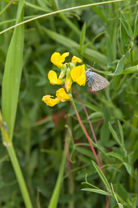 0028-veldlathyrus-meadows,-scrub