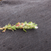 0039-ononis-reclinata-small-restharrow-arid-meadows