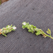 0040-ononis-reclinata-small-restharrow-arid-meadows