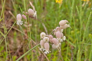 0042-blaassilene-silene-vulgaris-screes