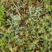 0045-kruisdistel-eryngium-campestre-arid-pastures