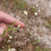 0046-anthemis-arvensis-valse-kamille-uncultivated-areas,-arid-pas