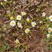 0047-anthemis-arvensis-valse-kamille-uncultivated-areas,-arid-pas