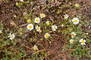 0047-anthemis-arvensis-valse-kamille-uncultivated-areas,-arid-pas