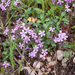 0002-Saponaria-ocymoides-muurzeepkruid-stony-slopes-screes