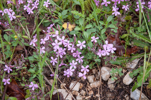 0002-Saponaria-ocymoides-muurzeepkruid-stony-slopes-screes