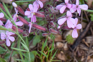 0003-Saponaria-ocymoides-muurzeepkruid-stony-slopes-screes