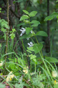 0004-bijenblad