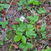 0006 fragaria-vesca-bosaardbei-open-woods-glades
