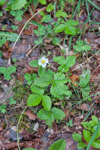 0006 fragaria-vesca-bosaardbei-open-woods-glades