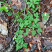 0008-weet-niet-zeker-anemone-apennina