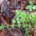 0012-galium-spec