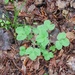 0016-Potentilla-micrantha-woods-glades