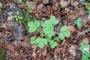 0016-Potentilla-micrantha-woods-glades