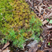 0022-moerhingia-muscosa-fagus-sylvatica-woods