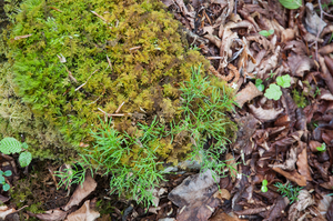 0022-moerhingia-muscosa-fagus-sylvatica-woods
