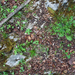0025-overzicht-bodem-open-plek-bos