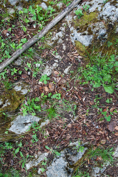 0025-overzicht-bodem-open-plek-bos
