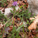 0028 drietandige-orchis-Neotinea-tridentata-