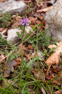 0028 drietandige-orchis-Neotinea-tridentata-