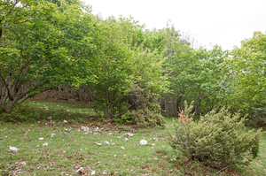 0029-overgang-beukenbos