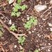 0033-muskuskruid-adoxa-moschatellina-Fagus-sylvatica-woods