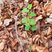 0036-Aristolochia-lutea--fagus-sylvatica-woods