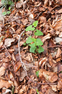 0036-Aristolochia-lutea--fagus-sylvatica-woods
