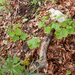 0037-acer-opalus