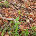 0039-onbekend-plant