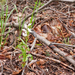0041-bleek-bosvogeltje-cephalanthera-damasonium-open-woods-glades