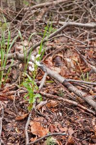 0041-bleek-bosvogeltje-cephalanthera-damasonium-open-woods-glades