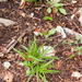 0044-vingerzegge-carex-digitata-open-woods-glades