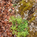 0048-muursla-mycelis-muralis-lactuca-muralis-cool-glades
