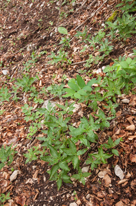 0049 bosbingelkruid-en-salomonszegel