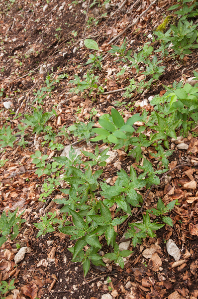 0049 bosbingelkruid-en-salomonszegel