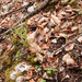 0051-luzula-forsteri-franse-veldbies-woods