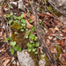 0052-saxifraga-rotundifolia-ronde-steenbreek-woods
