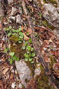 0052-saxifraga-rotundifolia-ronde-steenbreek-woods