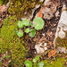 0053-saxifraga-rotundifolia-ronde-steenbreek-woods