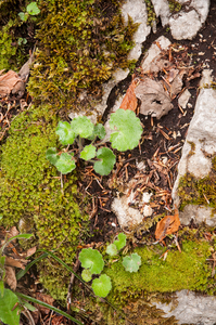 0053-saxifraga-rotundifolia-ronde-steenbreek-woods