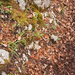 0054-luzula-forsteri-franse-veldbies-woods