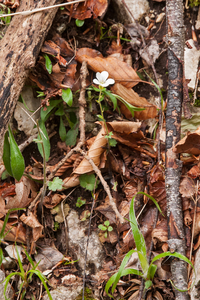 0055-saxifraga-rotundifolia-ronde-steenbreek-woods